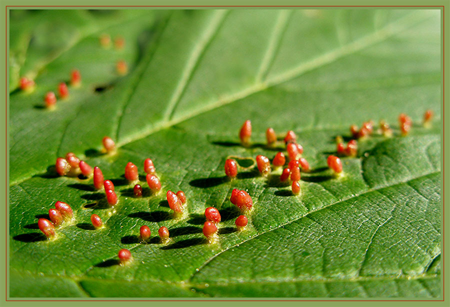 Rote Männchen