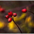 rote Männlein im Walde