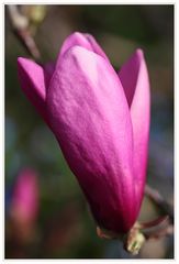 Rote Magnolie