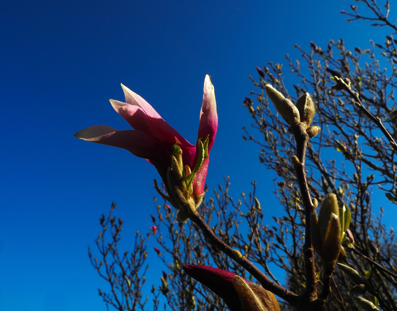 Rote Magnolien