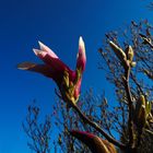 Rote Magnolien