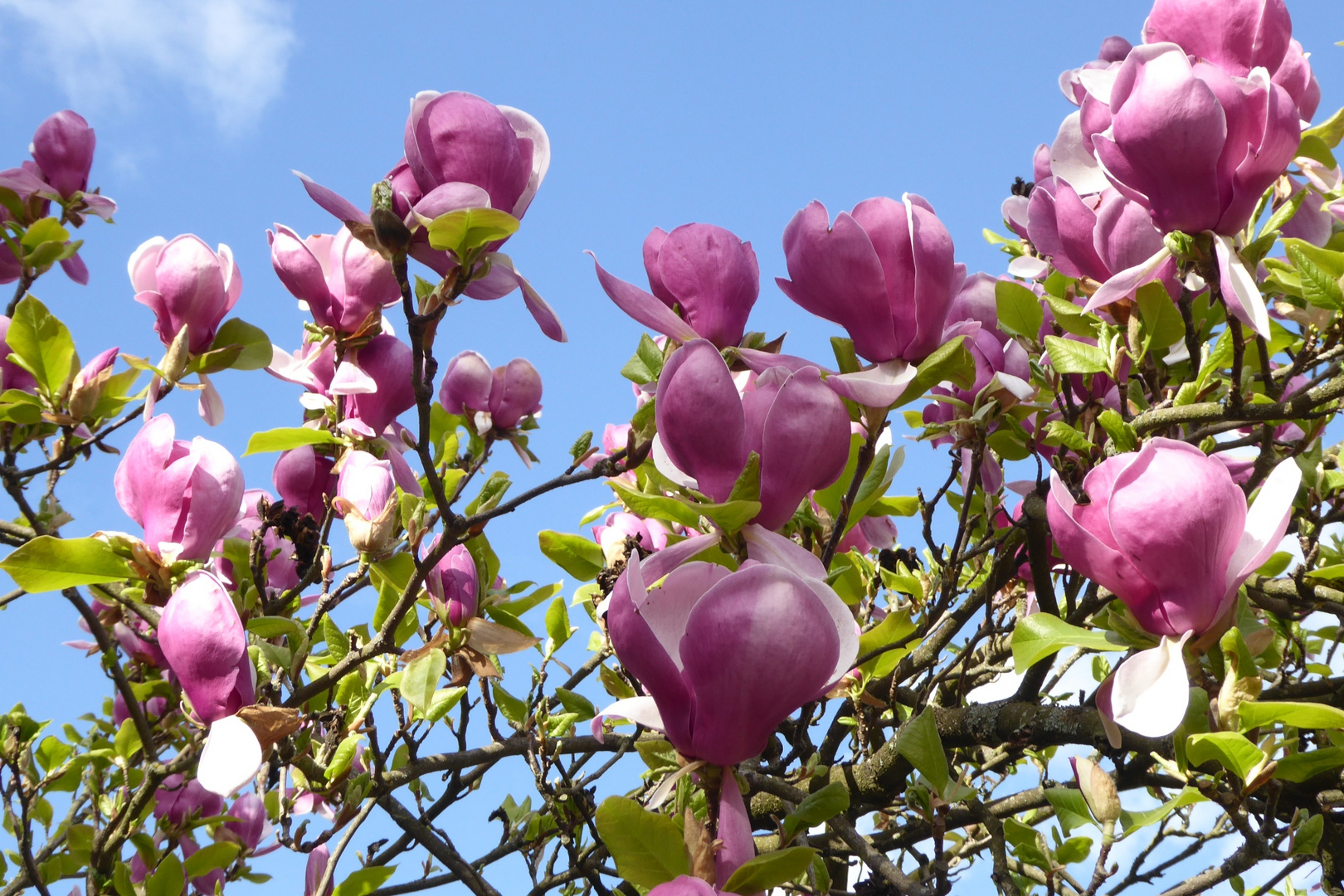 rote Magnolien im Schöntal