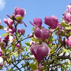 rote Magnolien im Schöntal