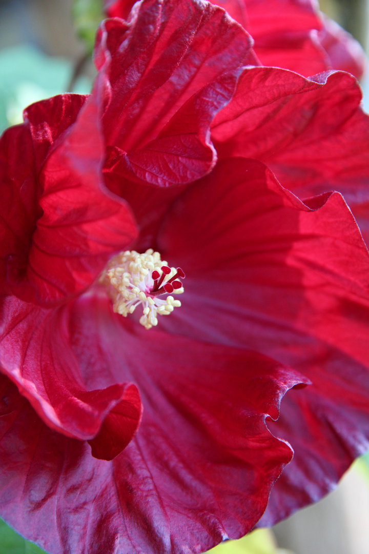 Rote Malvenblüte