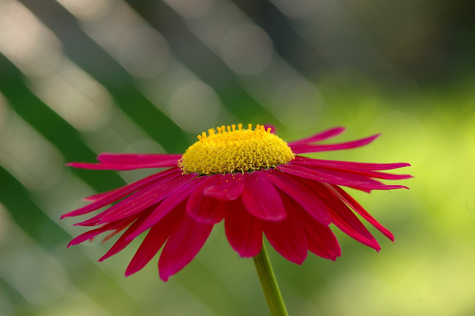 - rote Margerite -