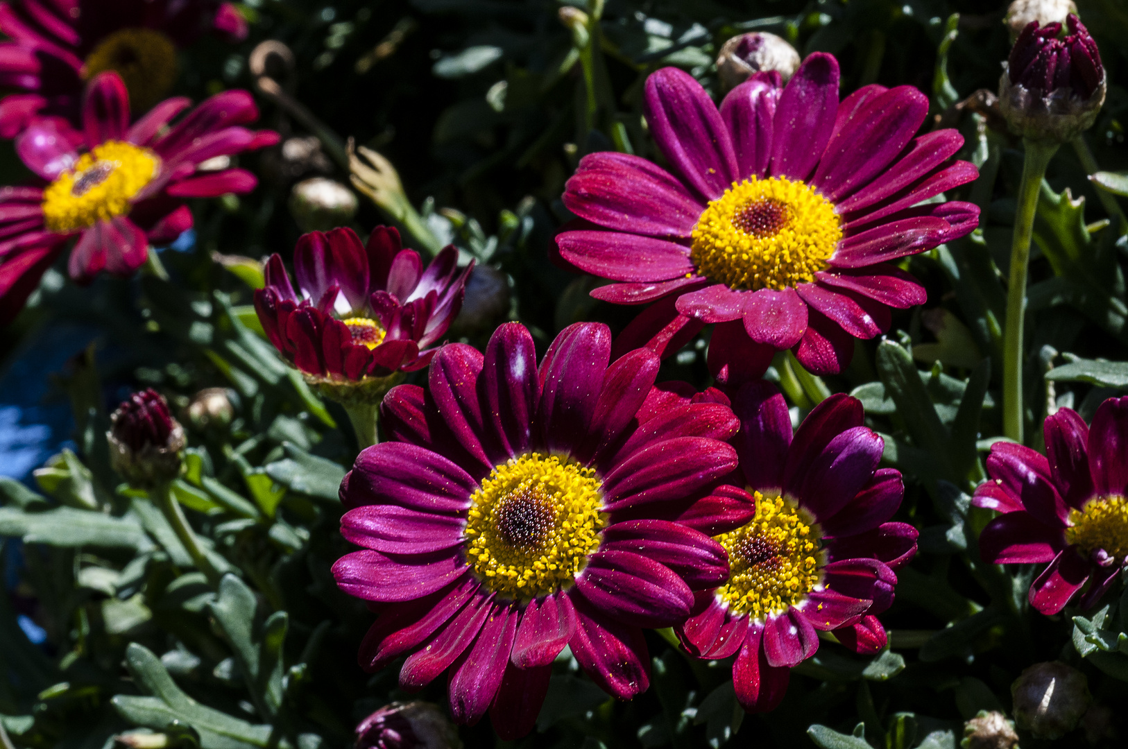 rote Margeriten Foto & Bild frühling, blüte Bilder auf