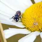 Rote Maskenbiene,Hylaeus variegatus