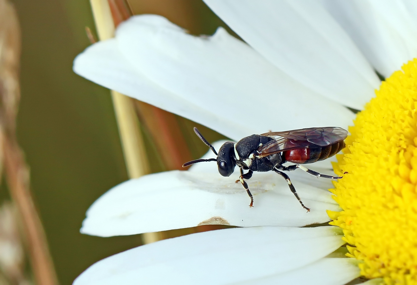 Rote Maskenbiene,Mädel