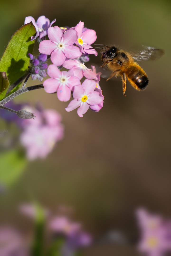 rote Mauerbiene, Flug