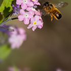 rote Mauerbiene, Flug