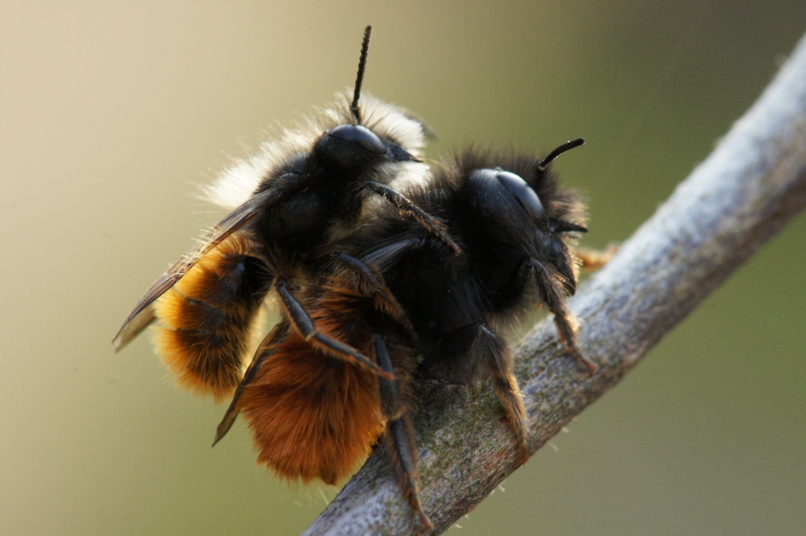 Rote Mauerbiene, Osmia bicornis