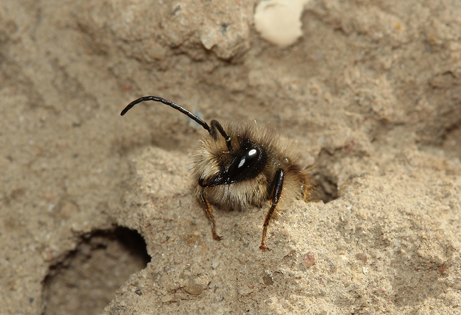 Rote Mauerbiene (Osmia bicornis)