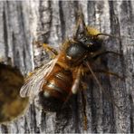 Rote Mauerbiene (Osmia bicornis) Männchen