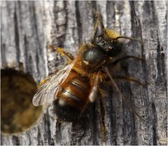 Rote Mauerbiene (Osmia bicornis) Männchen