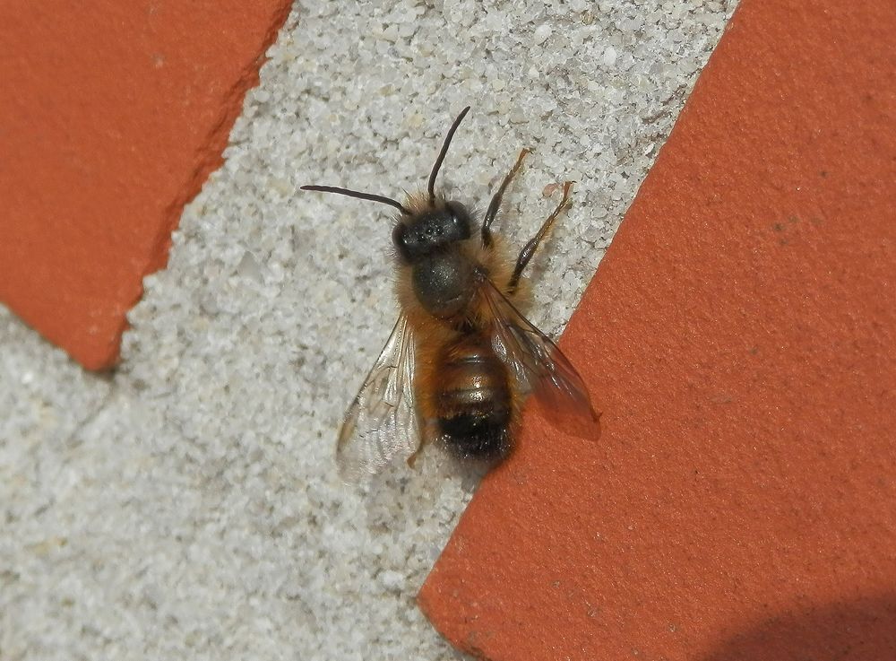 Rote Mauerbiene (Osmia bicornis) - Männchen