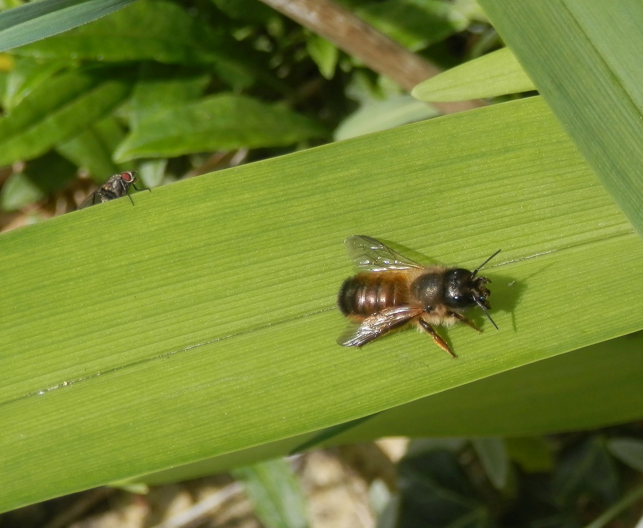 Rote Mauerbiene (Osmia bicornis) - Weibchen