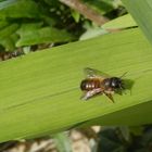 Rote Mauerbiene (Osmia bicornis) - Weibchen