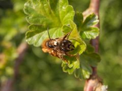 Rote Mauerbienen (Osmia bicornis) bei der Paarung