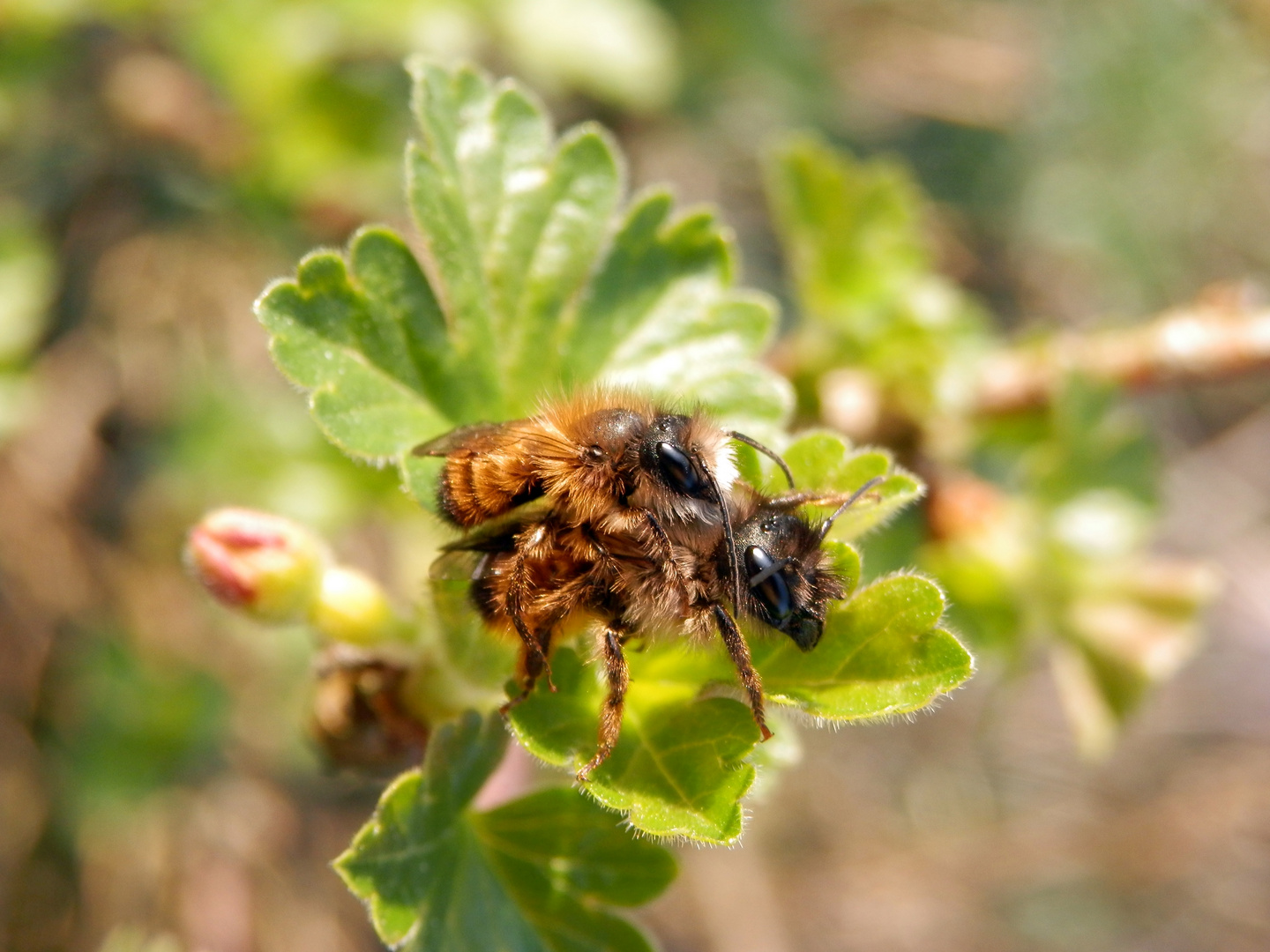 Rote Mauerbienen (Osmia bicornis) bei der Paarung