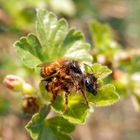 Rote Mauerbienen (Osmia bicornis) bei der Paarung