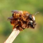 Rote Mauerbienen (Osmia bicornis) bei der Paarung