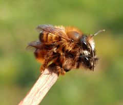 Rote Mauerbienen (Osmia bicornis) bei der Paarung