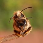 Rote Mauerbienen (Osmia bicornis) bei der Paarung