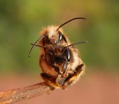 Rote Mauerbienen (Osmia bicornis) bei der Paarung