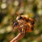 Rote Mauerbienen (Osmia bicornis) bei der Paarung