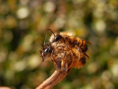 Rote Mauerbienen (Osmia bicornis) bei der Paarung