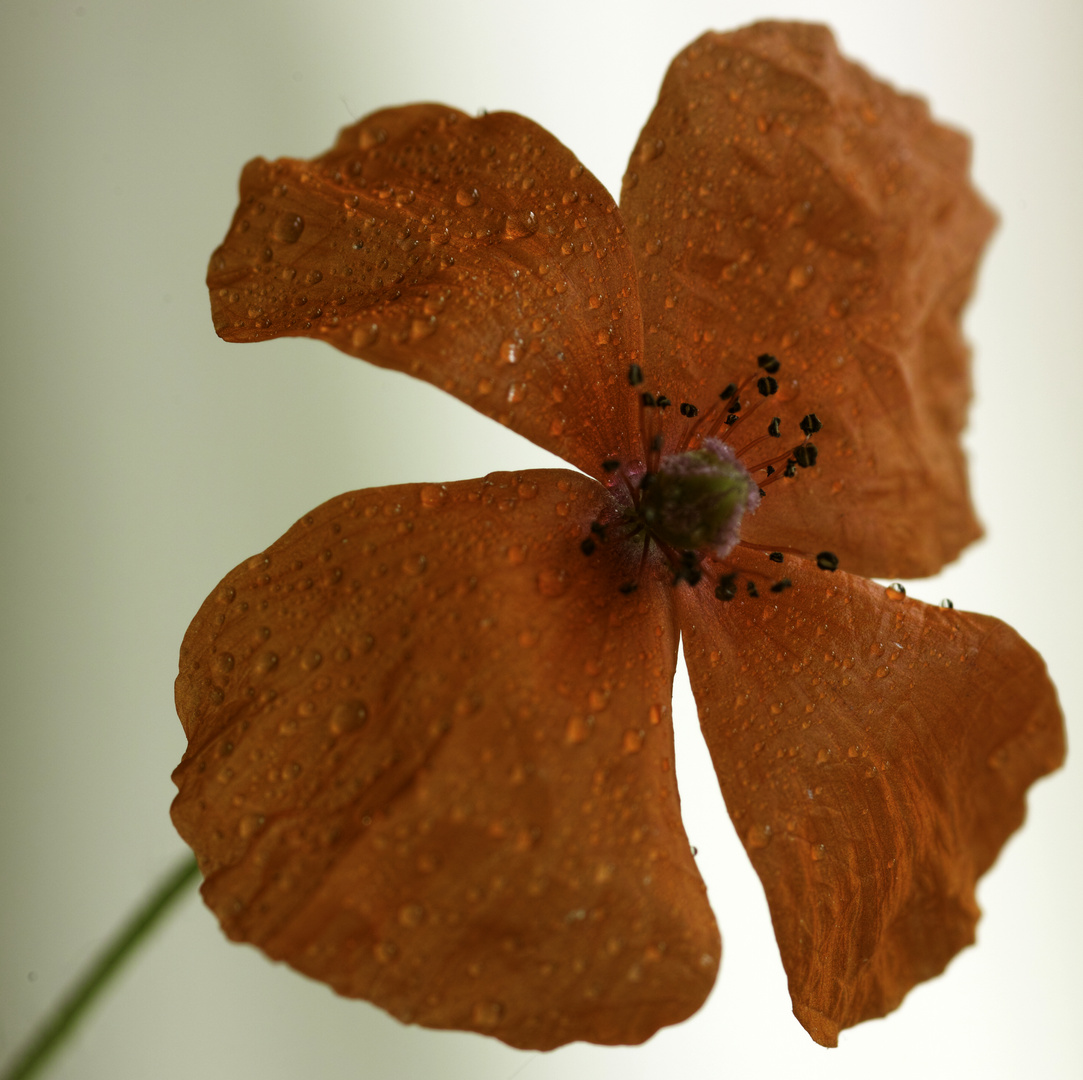 Rote mediterrane Blume