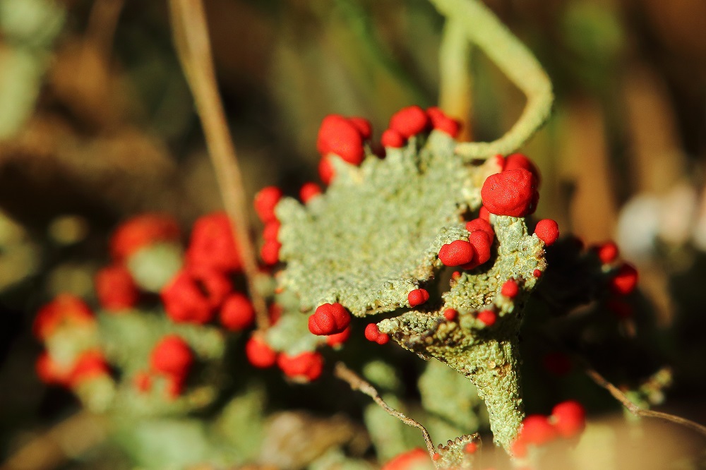 rote Minifrüchte