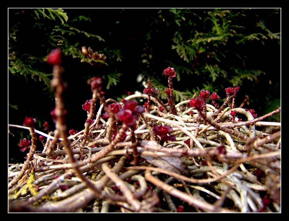 Rote Minirosen