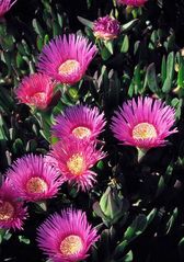 Rote Mittagsblume (Carpobrotus acinaciformis)