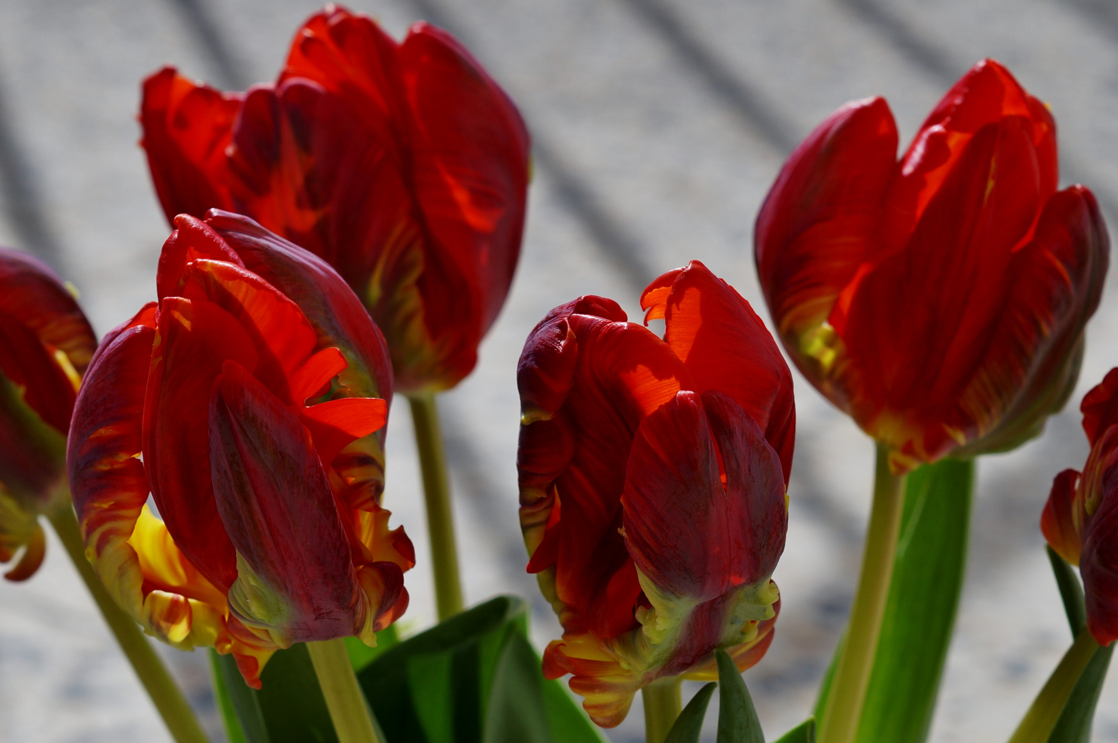 Rote MITTWOCHSBLÜMCHEN .....