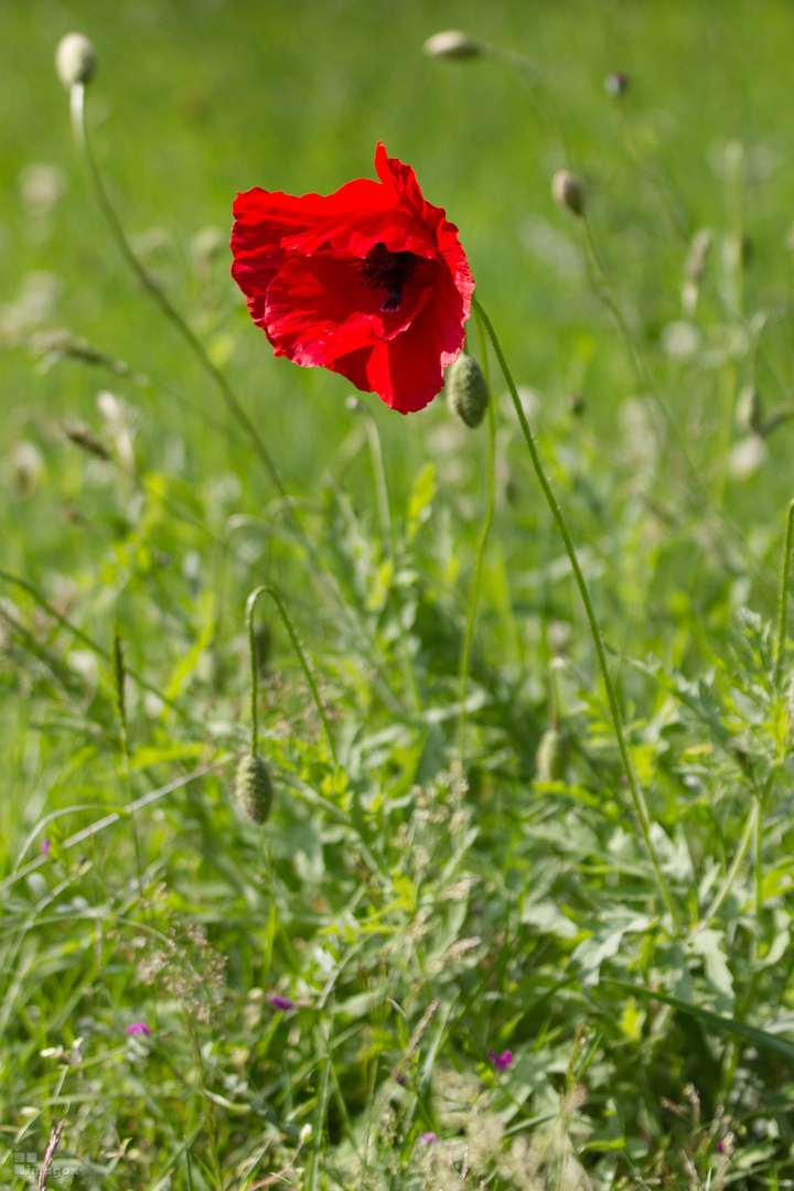 rote Mohnblüte