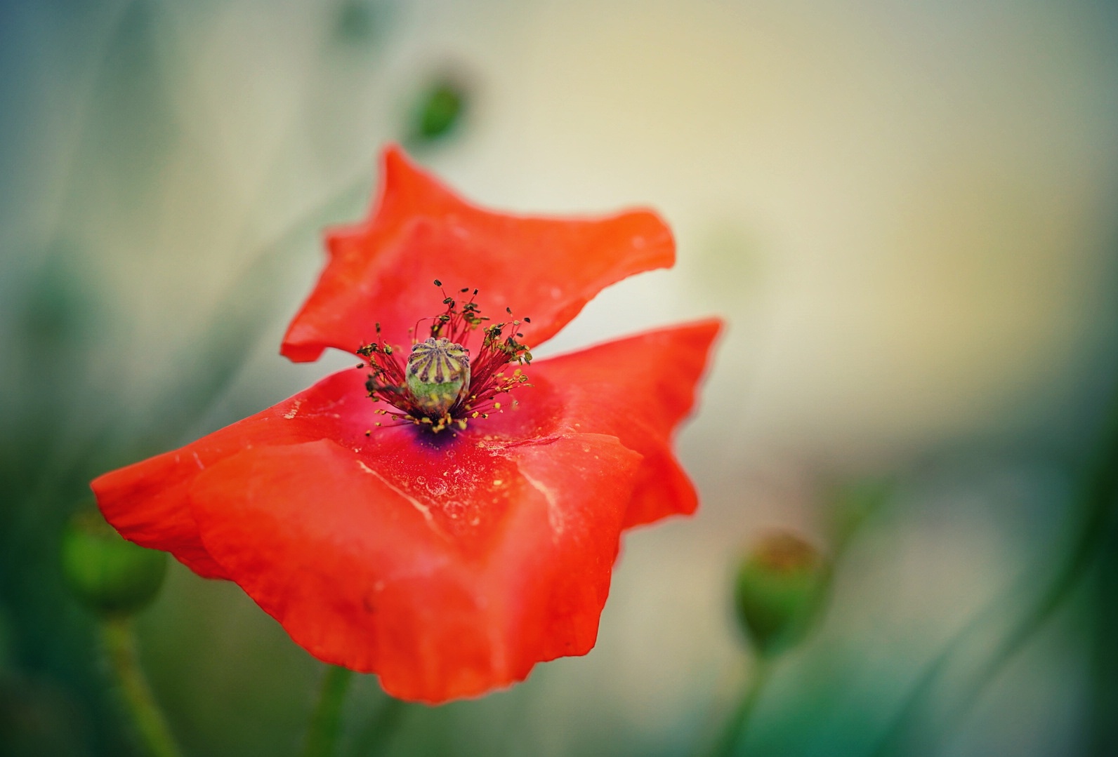 Rote Mohnblüte