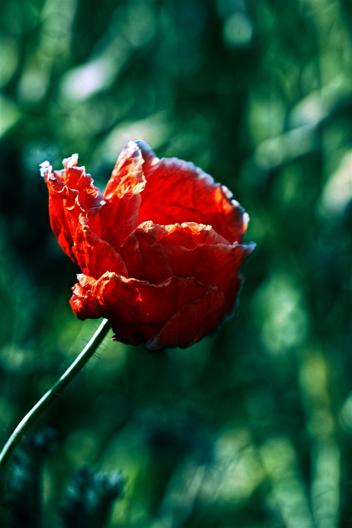 Rote Mohnblüte Nahaufnahme Blumenporträt