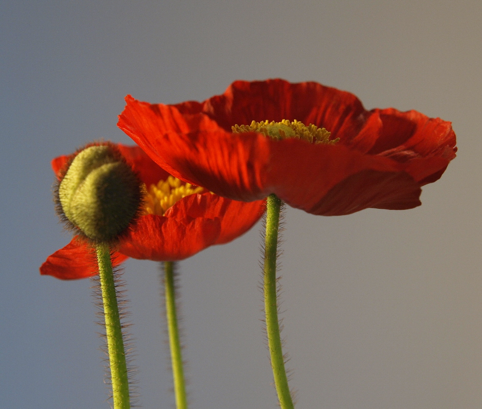 rote Mohnblüten