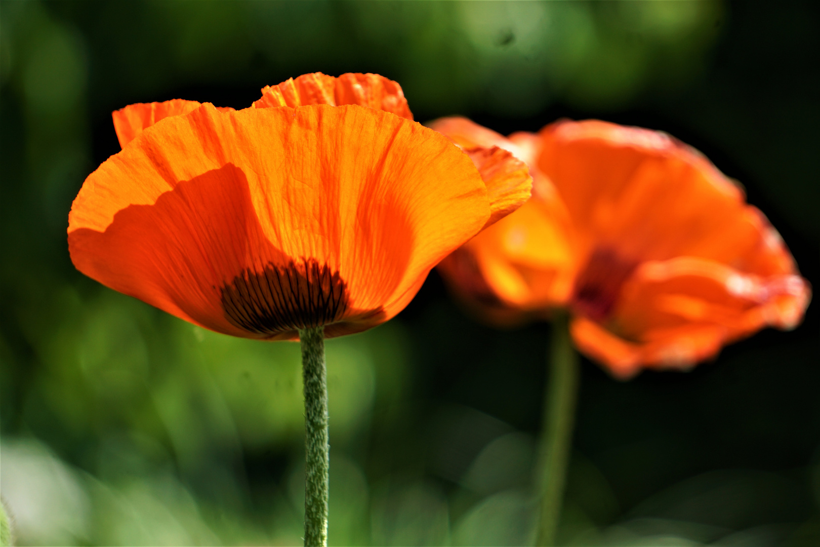  rote Mohnblüten