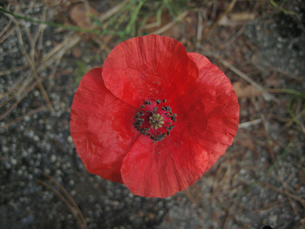 Rote Mohnblume