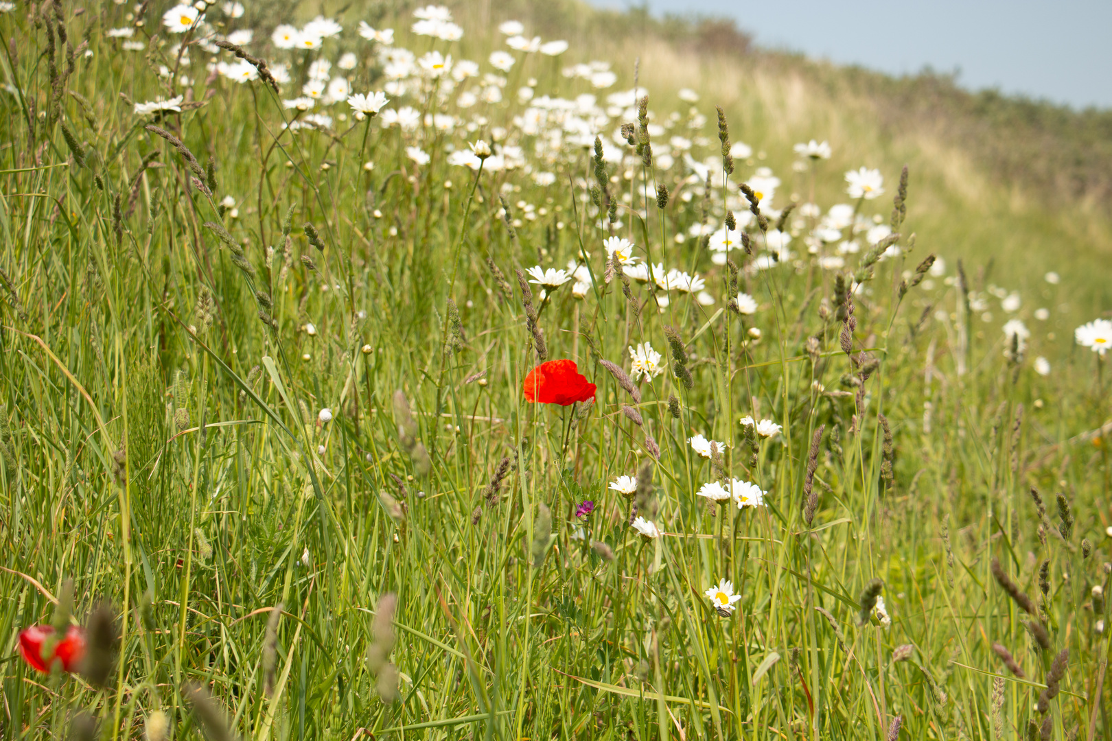 Rote Mohnblume