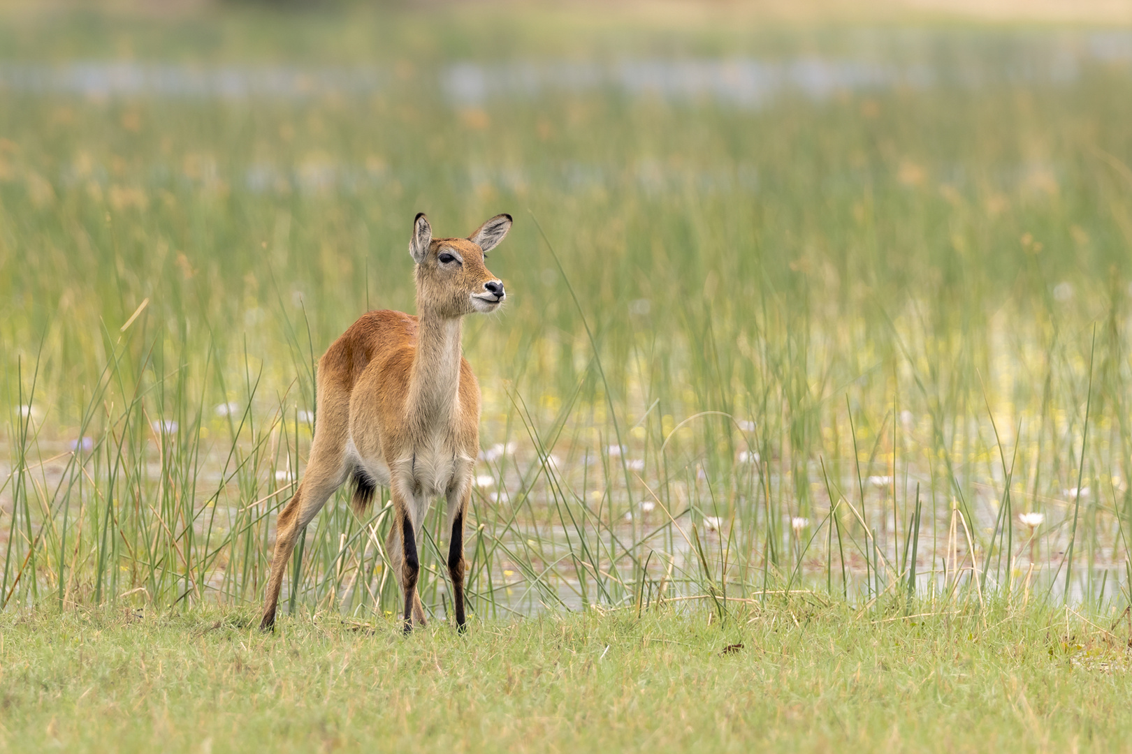 Rote Moorantilope