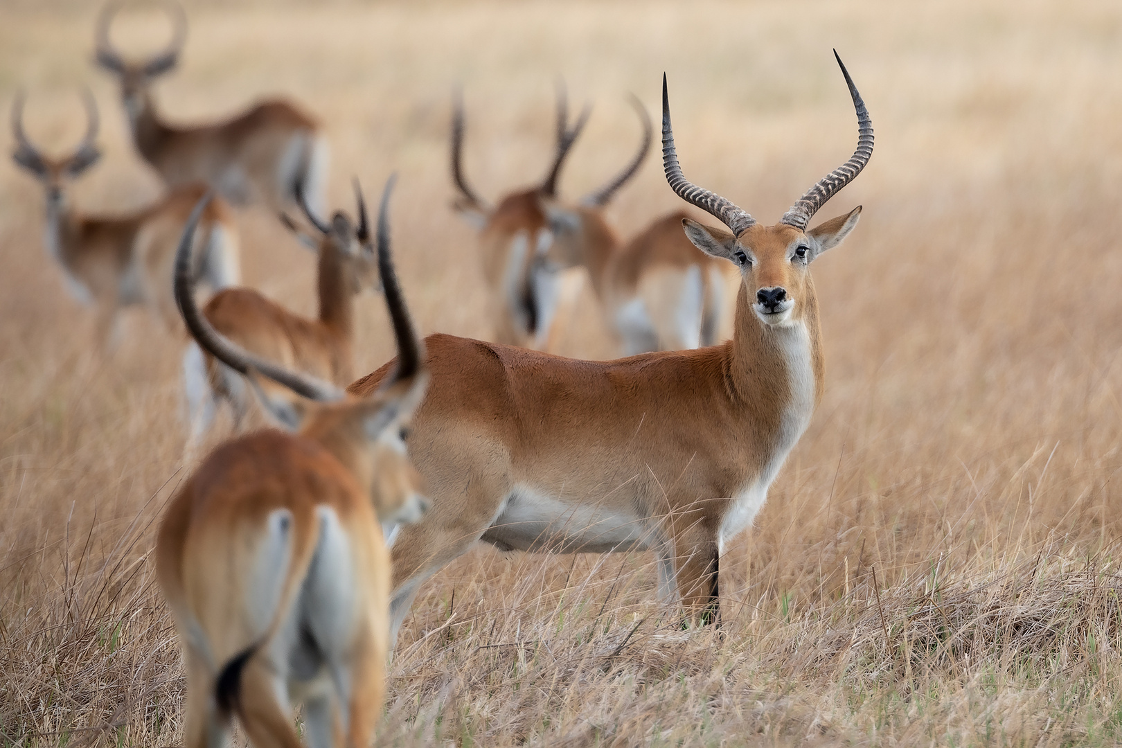 Rote Moorantilope