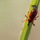 Rote Mordwanze bei der Eiablage