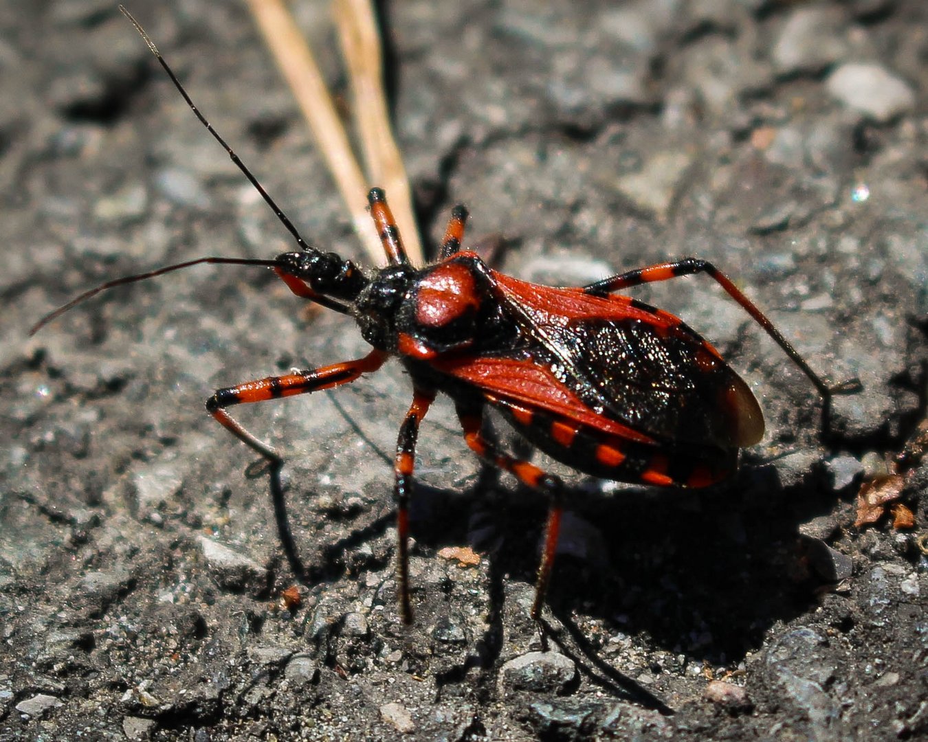 Rote Mordwanze - Rhinocoris iracundus