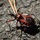 Rote Mordwanze - Rhinocoris iracundus