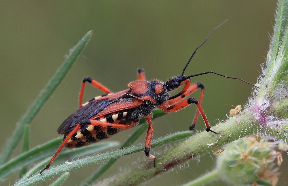 Rote Mordwanze ( Rhinocoris iracundus )