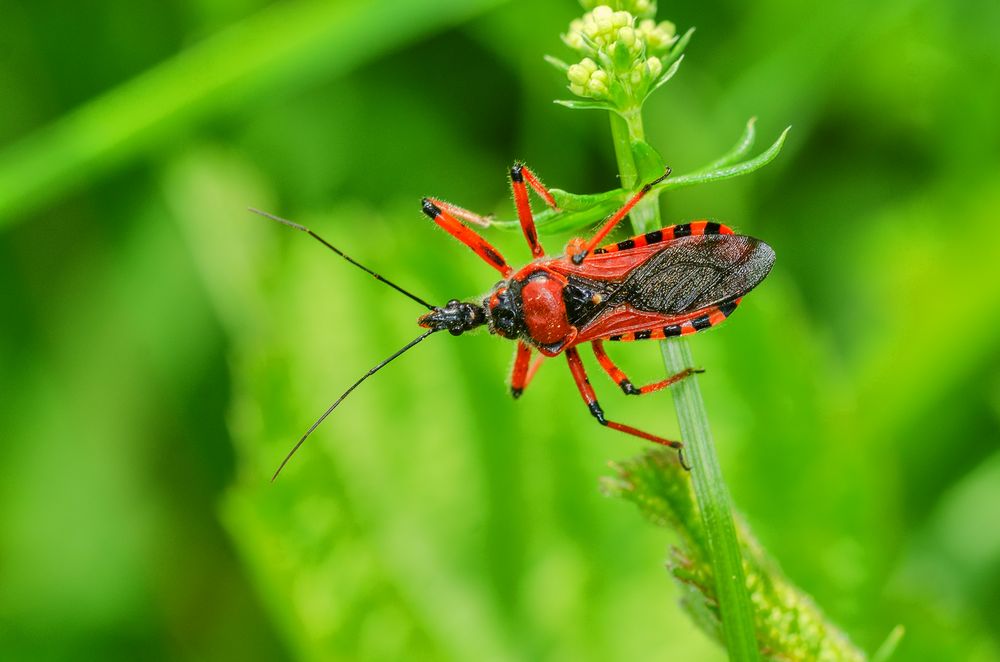 Rote Mordwanze (Rhynochoris iracundus)