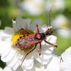 Rote Mordwanze (Rhynocoris iracundus)